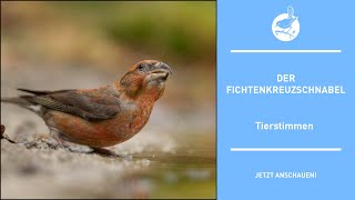 Vogelstimmen Der Fichtenkreuzschnabel  Crossbill  Loxia curvirostra 4k [upl. by Eilrac]