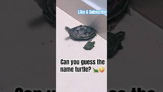 Any suggestion for turtle name  🤩  Turtle Story  Turtle Life  Pet  Cute Turtle  viralvideo [upl. by Gerry]