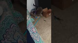 Mouses  Meeces  Micees  funnycatvids catfunny [upl. by Asillem121]