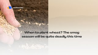 When to plant wheat The smog season will be quite deadly this timestatsafe agriculture smog [upl. by Laynad120]