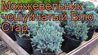 Можжевельник чешуйчатый Блю Стар blue star 🌿 обзор как сажать саженцы можжевельника Блю Стар [upl. by Stanfield718]