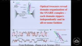 The Molecular Mechanism of Synchronous Neurotransmitter Release at Synapses [upl. by Zellner646]