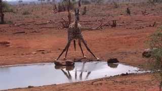 Giraffe Drinking Water Tsavo East Kenya [upl. by Zachariah]