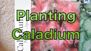 Planting Caladium Bulbs  Lets get a head start [upl. by Thorndike]