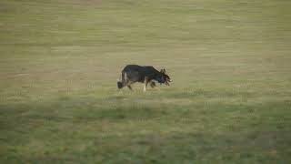 Irish Castlewood Skyfrel  herding training [upl. by Harlan]