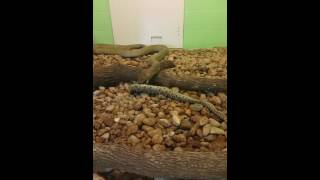 King Cobra eating Eastern Diamondback Rattlesnake [upl. by Litsyrk472]