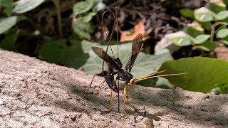 Giant Wasp Drills Through Tree to Parasitize Other Wasps Larva [upl. by Mair]