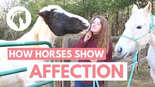 How Horses Show Affection to Humans [upl. by Ahsikahs]