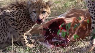 Cheetah Eat Impala Gazelle in Masai Mara インパラを食べるチーター [upl. by Olonam616]