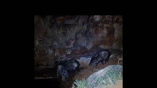 Javelina playing in the mud wildlife nature [upl. by Eirolam110]