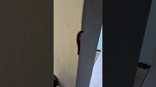 Millipedes are crawling on the porch pillars of the house kakiseribu animalshorts animals teras [upl. by Liane105]