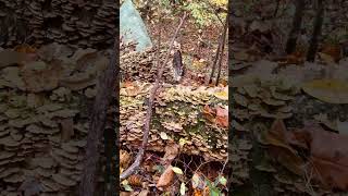 Autumn in East Tennessee nature forest colorfulleaves fallleaves autumnwalk autumnlandscape [upl. by Burkhard917]