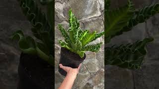 Asplenium Laksakna plants garden greennaturehousplants [upl. by Laaspere857]