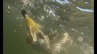 Rockfish Striper Fishing on The Chesapeake Bay with Capt Chuck Howes  Killin Time Charter Fishing [upl. by Flann]