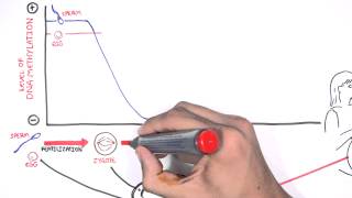 DNA Methylation and Development [upl. by Deck]