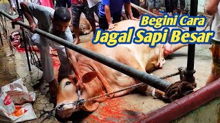 Cara Menjatuhkan Sapi Kurban Proses Penyembelihan Sapi Besar Qurban 2023 [upl. by Ursulette]