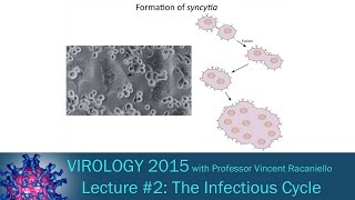 Virology 2015 Lecture 2  The Infectious Cycle [upl. by Tracee]