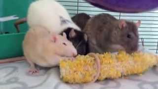 What pet rats should NOT eat [upl. by Eilhsa]