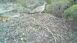 Fox cubs on Malleefowl nest mound [upl. by Yousuf]