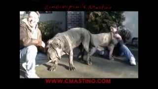 Breeding Huge Dogs  Neapolitan Mastiff Cinciripnis [upl. by Artenal]