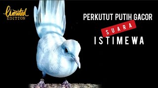 Perkutut Putih Gacor Suara Istimewa [upl. by Elonore]