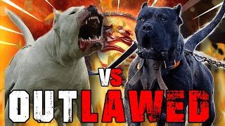 Dogo Argentino vs Presa Canario  Presa Canario vs Dogo Argentino  Powerful Guard Dog  Billa Boyka [upl. by Adnovay]