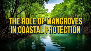 The Role of Mangroves Nature’s Coastal Defenders [upl. by Yemar]