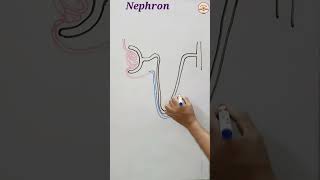 nephron diagram  how to draw nephron  nephron drawing shorts [upl. by Derna]