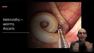 Helminths  Ascaris roundworm Biology and lifecycle [upl. by Menis]