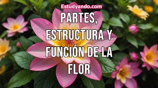 Partes Estructura y función de la Flor [upl. by Davey]