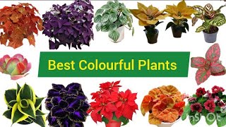 Colourful Plants nameBeautiful and Colourful PlantsPlantsTypes of Colourful PlantsNature [upl. by Kile382]