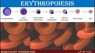 Lecture 26 Lymphopoiesis [upl. by Nehgaem]