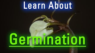 How to Say Germination in English  What is Germination  How Does Germination Look [upl. by Idnek]