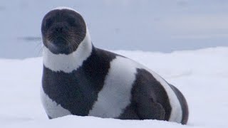 Facts The Ribbon Seal [upl. by Yevette]