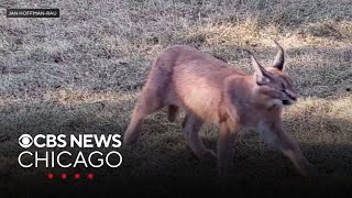 Endangered caracal roaming northwest suburban Hoffman Estates [upl. by Cherin577]