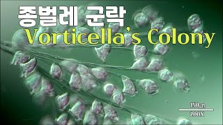 종벌레 군락 Vorticella Colony [upl. by Ahseele]