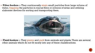 pattern of feeding and digestion in lower metazoans explained in detail notes of invertebrates [upl. by Komarek25]