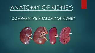 Comparative Anatomy of Kidney  Anatomy of Ox Kidney  Anatomy of Ox amp Horse amp Dog Kidney [upl. by Christoffer]