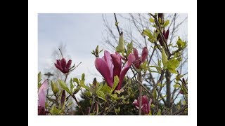 Magnolia lirio Magnolia liliiflora [upl. by Liatnahs]