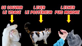 9 comportements étranges de votre chat et leurs significations [upl. by Rudiger]