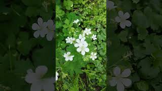 WaldStorchschnabel Geranium sylvaticum Gartenexpedition shorts naturgarten gartenliebe [upl. by Hehre]