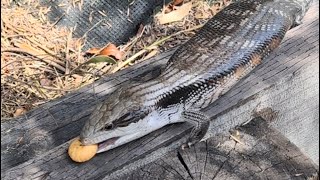 Blue tongue lizard An old friend 😜dailyvlog vlogs [upl. by Aihtibat]