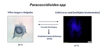 Superexpressão da paracoccina fenótipo e virulência de linhagens de Paracoccidioides brasiliensis [upl. by Latreese]