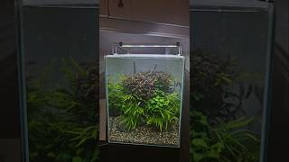 AQUARIUM PLANT CARE aquariumplants aquascaping aquaticplants fishtank plantedaquarium plants [upl. by Arney]