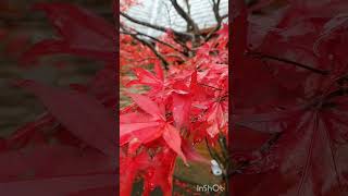 Acer japonicum Co Kildare Ireland Японський клен Ірландія [upl. by Gambrill]