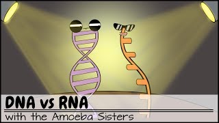 DNA vs RNA Updated [upl. by Sherwood23]