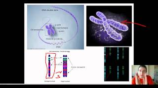 Chromosomal Structure amp Human Karyotype [upl. by Eannej384]