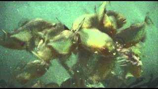 Piranha Feeding Frenzy [upl. by Hercule]