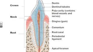 AampPII Chapter 23 Digestive system lecture part 1 [upl. by Ayekel388]