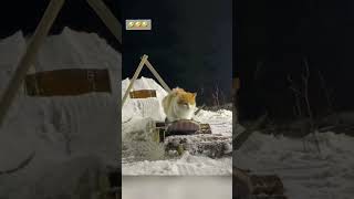 cat winter cut cute love lovecats lovedogs funny virla viralvideo foryou foryoupage [upl. by Eissen]